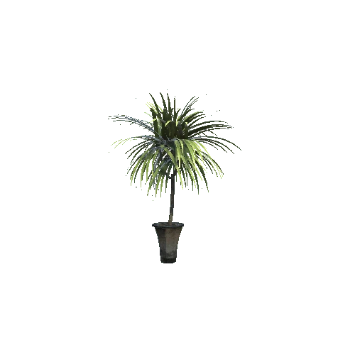 Dracaena (1)